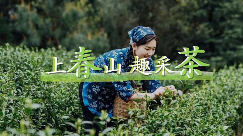 成都團建|采茶團建1日，上春山趣采茶
